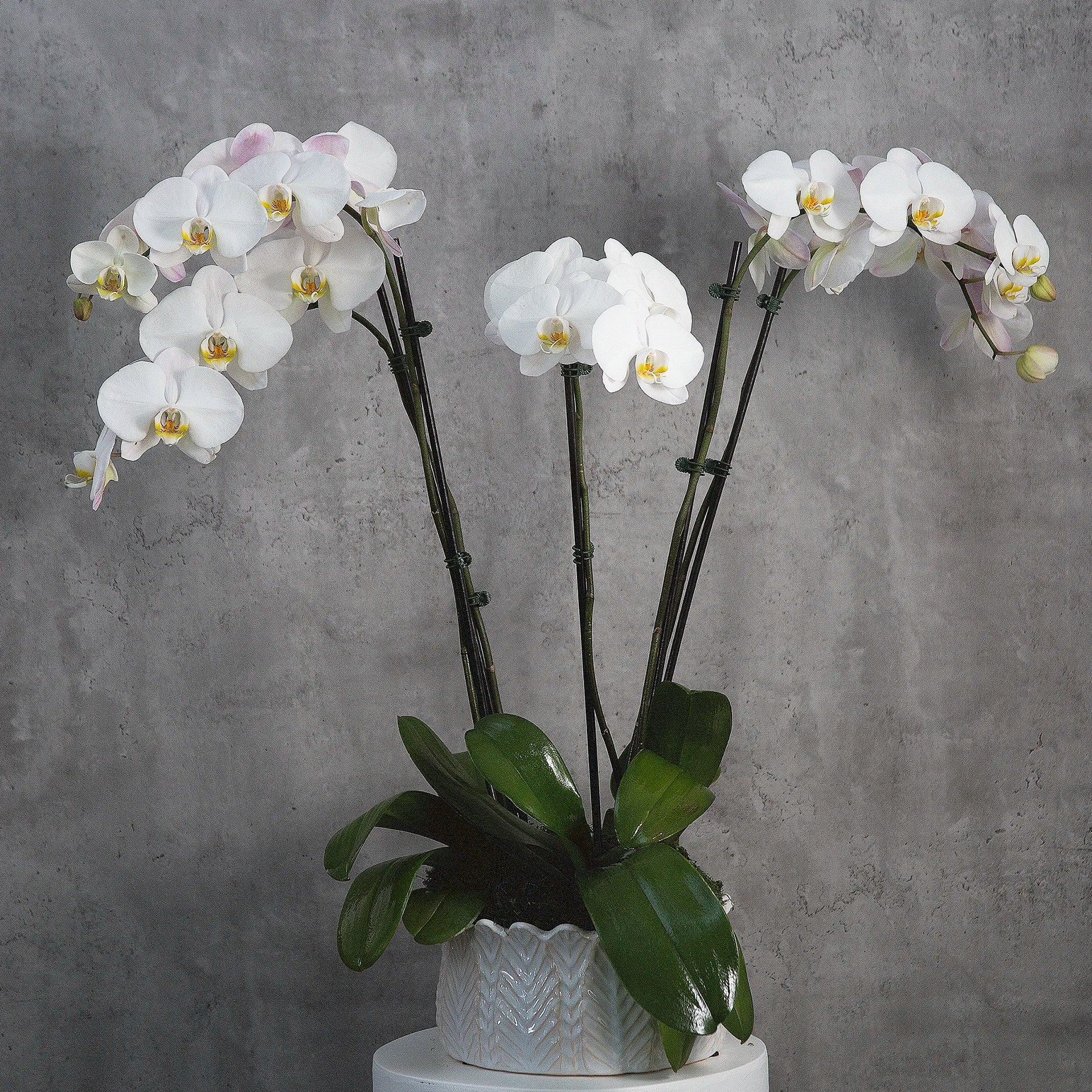 Orchids